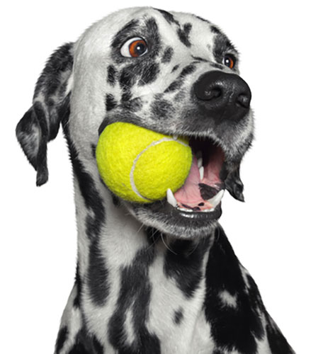 Dalmation with tennis ball