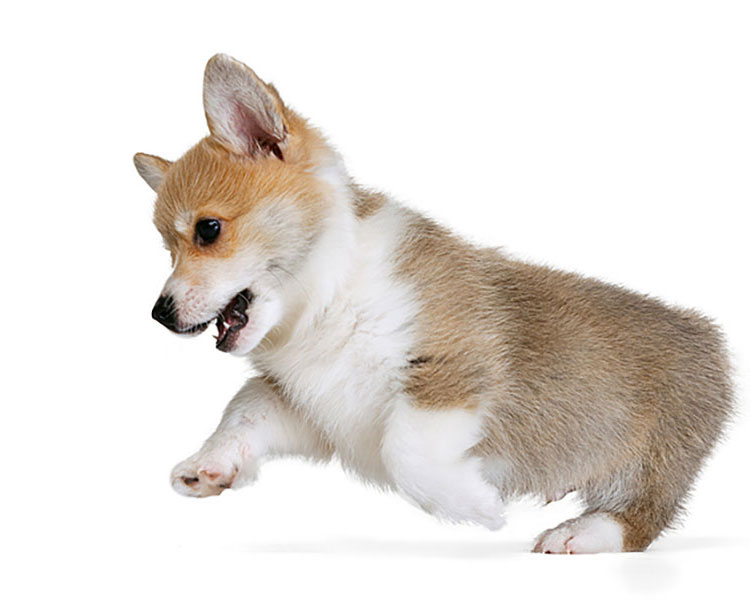 Image of a puppy