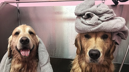 Groomed dogs