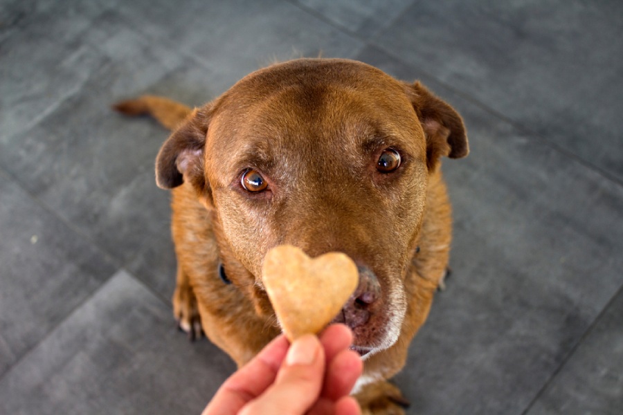 A dog looking at a heart-shaped treat