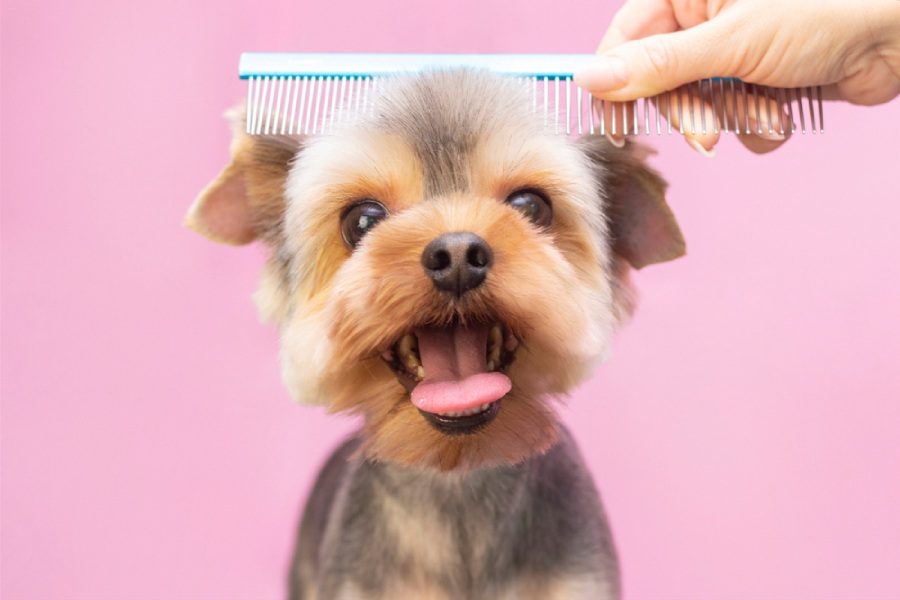 A happy dog getting brushed