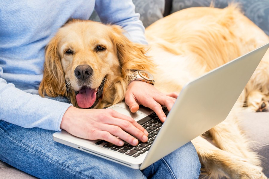 Woman typing on a laptop with a dog on her lap