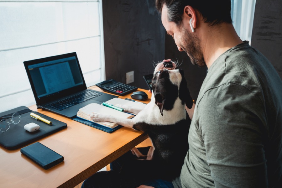 A man working at a desk with a dog on his lap looking up at him