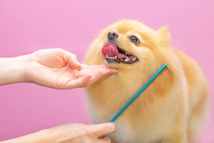 A dog getting a haircut at a pet spa grooming salon.