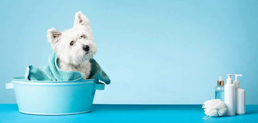 Cute West Highland White Terrier dog wrapped in a towel after a bath.